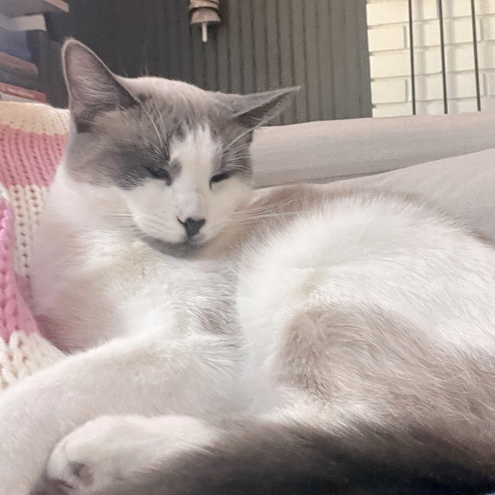 Meet your Posher, Eliza